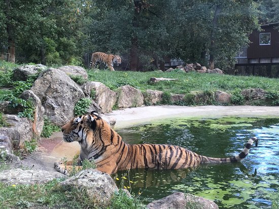 À la découverte du Safari de Peaugres : une aventure sauvage à deux pas des gîtes