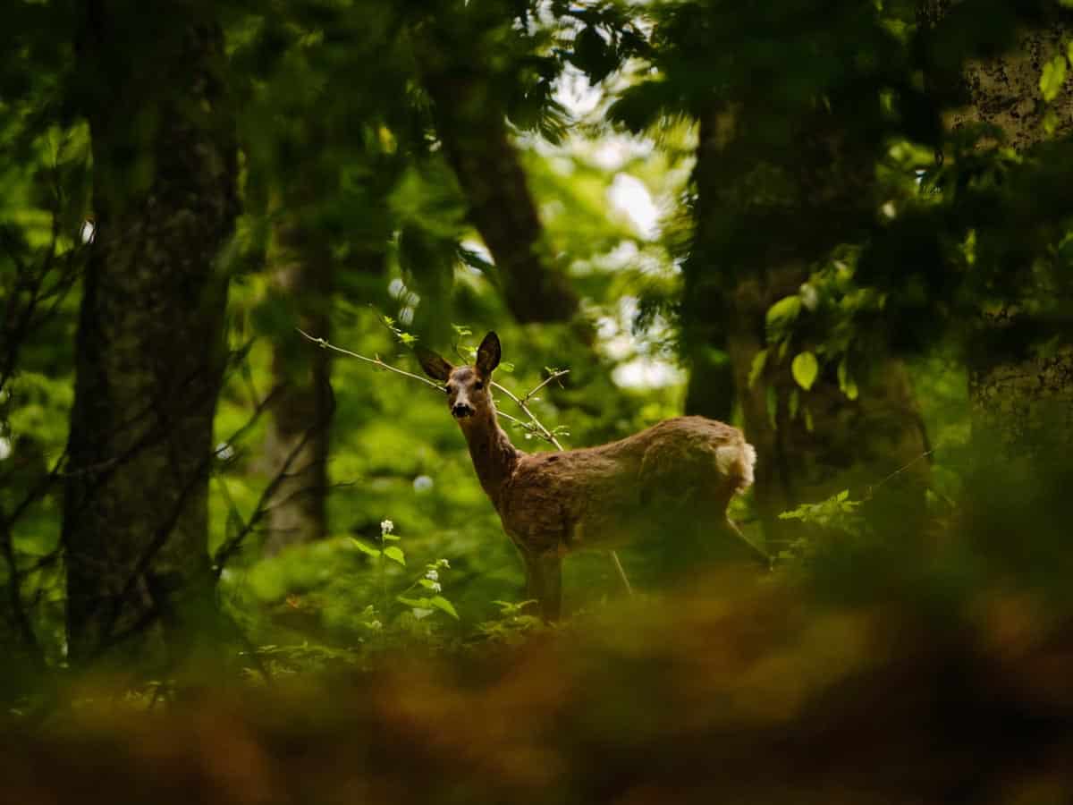 Observation de la faune locale : que peut-on apercevoir autour des gîtes ?